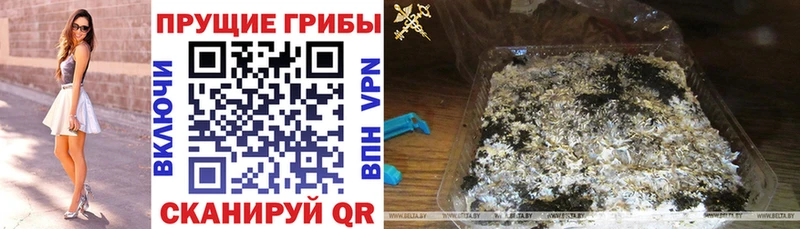 купить наркотики сайты  Кольчугино  Галлюциногенные грибы Psilocybine cubensis 